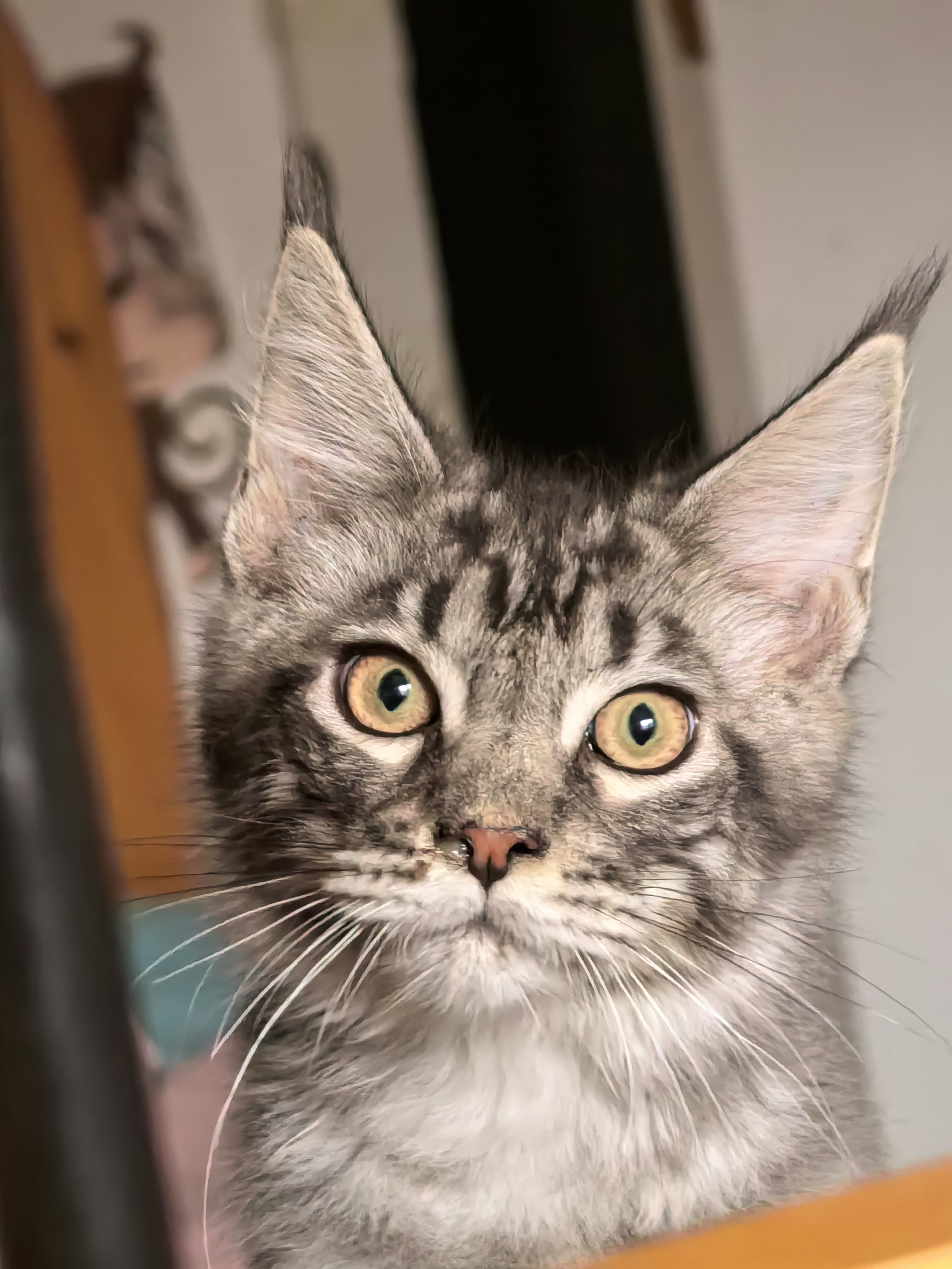 缅因猫找主任